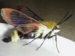 Hemaris thetis