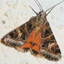 Drasteria mirifica