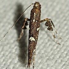 Caloptilia triadicae