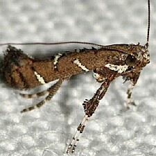 Caloptilia triadicae