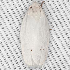 Antaeotricha albulella