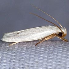 Antaeotricha albulella