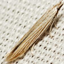 Coleophora cratipennella