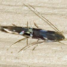 Cosmopterix nitens