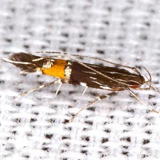 Cosmopterix lespedezae