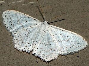 Idaea tacturata