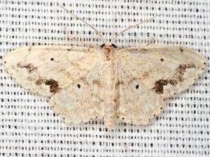 Scopula compensata