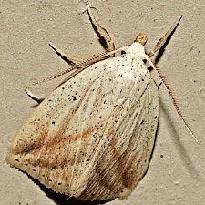 Amolita obliqua