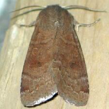 Orthosia alurina