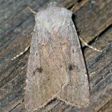 Agrotis vetusta