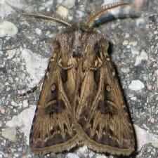 Agrotis gladiaria