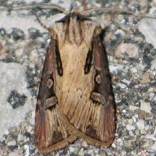 Agrotis volubilis