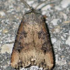 Agrotis ipsilon