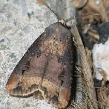 Agrotis ipsilon