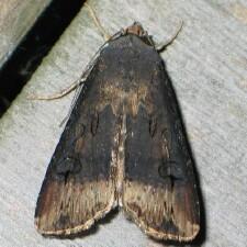 Agrotis ipsilon