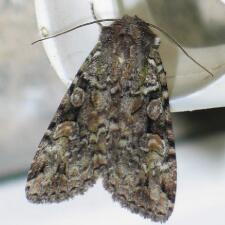 Anaplectoides prasina