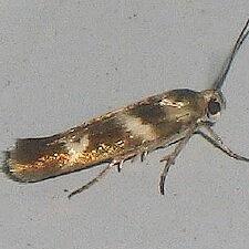 Scythris trivinctella