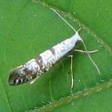 Argyresthia thuiella