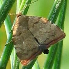 Choreutis pariana