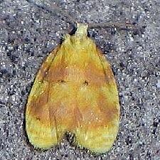 Acleris semipurpurana