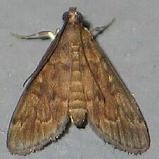 Penestola bufalis