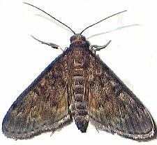 Penestola bufalis