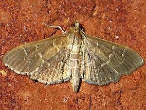 Pilocrocis ramentalis