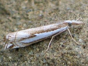 Crambus bidens