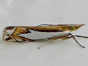 Crambus bidens