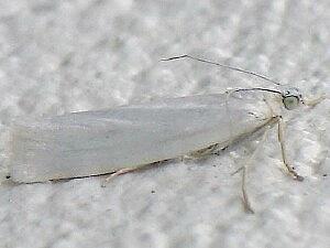 Crambus perlella