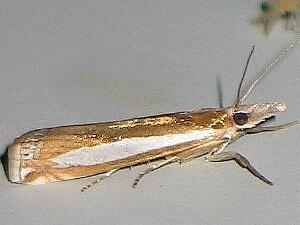 Crambus praefectellus