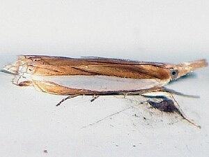 Crambus leachellus