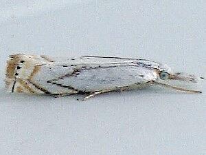 Crambus albellus