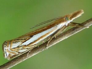 Crambus saltuellus