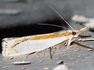 Crambus girardellus