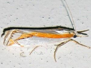 Crambus girardellus