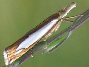 Crambus watsonellus