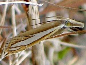 Crambus satrapellus