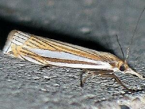 Crambus laqueatellus