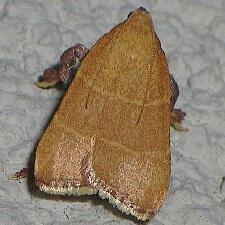 Parachma ochracealis