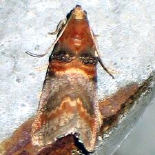 Acrobasis angusella