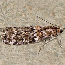 Dioryctria reniculelloides