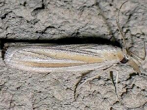 Arivaca ostreella