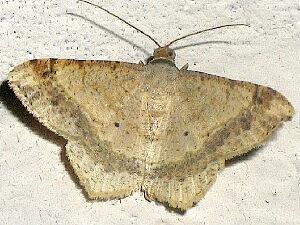 Psamatodes abydata