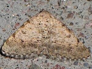 Digrammia colorata