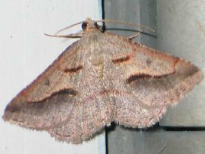 Digrammia subminiata