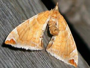 Eulithis molliculata