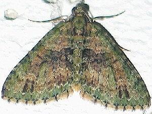 Hammaptera parinotata