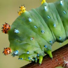 Hyalophora cecropia