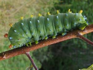 Hyalophora cecropia